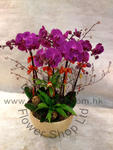 Orchid Phalaenopsis Gift Set - CODE 11979